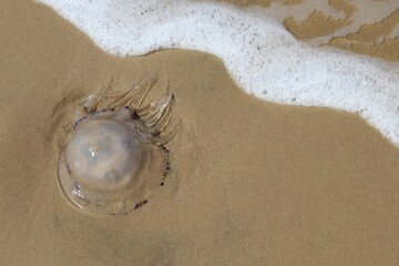 Medusa morta in riva al mare in estate