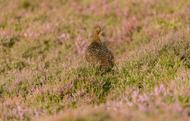 Red Grouse male in August, stood in blooming pink heather on open access Grouse Moor.  Scientific name: Lagopus Lagopus Scotica.  Facing right.  Space for copy.
