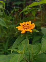 yellow flower on green background