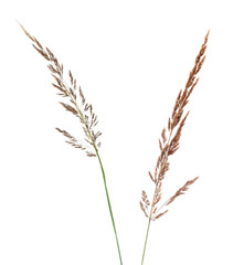 Fototapeta premium Two ears of ground reed grass (Calamagrostis) isolated on white. Summer herbs
