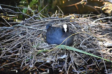 Coot, Eurasian coot or Fulica atra, on nest on a lake, in the park.