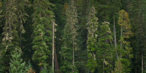 Panoramic view of fir forest in Washington mountains.