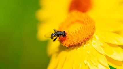 Graue Breitfußschwebfliege (Platycheirus albimanus)