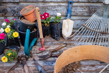 Transplanting the flowers