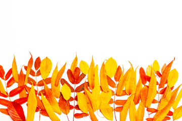 Autumn frame with yellow and red leaf on a white background. Flat lay, top view, copy space