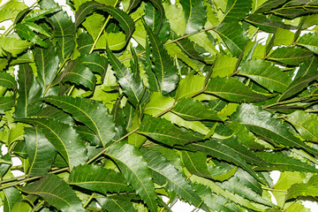 Fresh green neem leaves or azadirachta indica leaves on white isolated background.