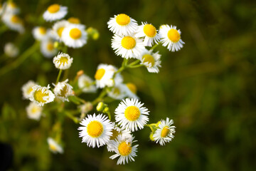 Fototapeta premium Chamomile flowers on a meadow in summer. It is the common name for several daisy-like plants of the family Asteraceae