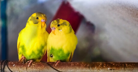 Single pair of Love birds sitting in emotion on an iron pipe in their cagenest.
