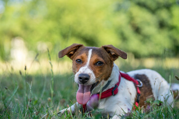 DOG PET PUPPY WALK NATURE OUTDOOR FUN