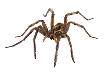 Radiated wolf spider isolated on white background, Hogna radiata