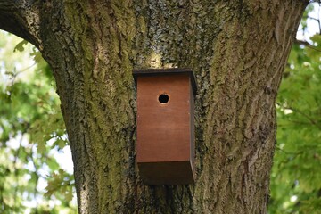 Close up of a brown handmade wooden birdhouse on tree, in the park.