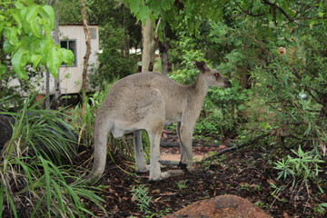 Kangaroos in wilder Natur in Australien 