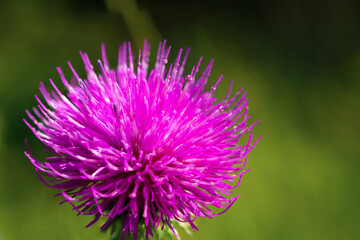 Silybum or milk thistle. Close up. Extracts of milk thistle have been recognized as "liver tonics." Milk thistle has protective effects on the liver and to greatly improve its function