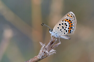 Plebejus is a genus of butterflies in the family Lycaenidae, Greece