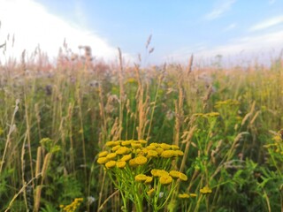 field of yellow flowers