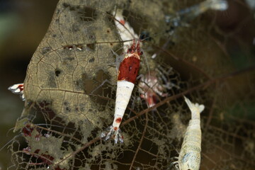 Schöne Caridina Garnelen im Aquarium