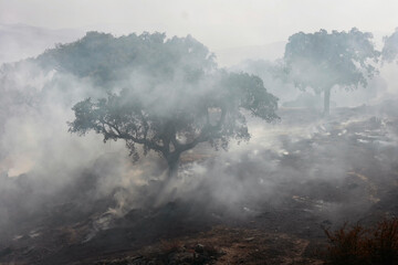 Fire in the Extremadura pasture. a fire burns several oaks during the dry season of summer