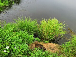 green grass and water