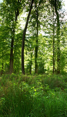 Fototapeta na wymiar Grüner Wald