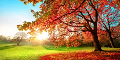 Fotobehang Sunny park in glorious autumn colors, with clear blue sky and the setting sun, a vast green meadow and a majestic oak tree with red leaves in the foreground © Smileus