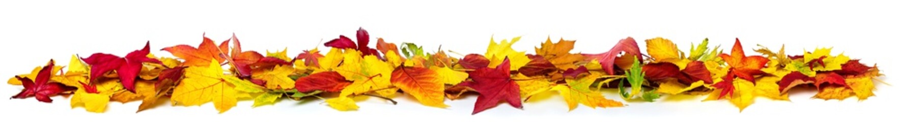 Colorful autumn leaves on the ground as a border, extra wide panorama format with vibrant colors, isolated on white