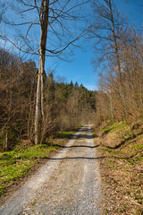 Weg durch den Wald im Frühling