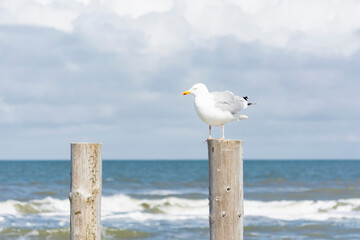 A seagull sitting on a pole