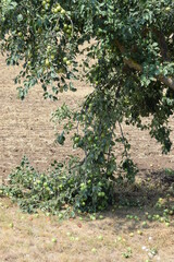 Apfelbaum