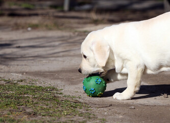 sweet yellow labrador in the park