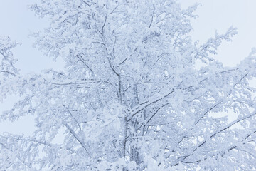 Hoarfrost snow on tree trunk at winter