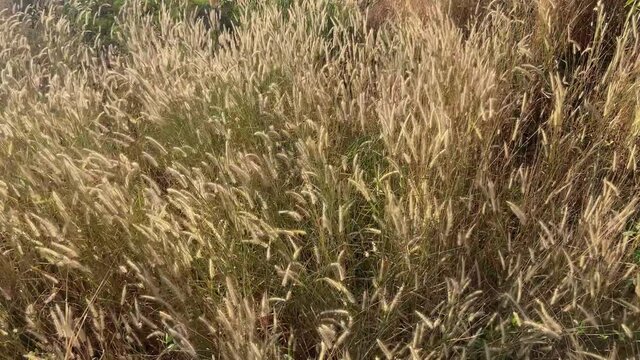 Desho grass flowers field with the wind above