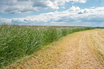 Wiese vor dem mähen im Sommer