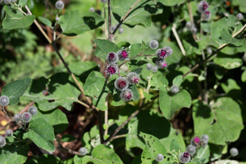 sticky burdock with ripening seeds