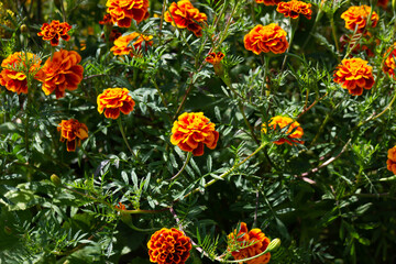 bright marigolds growing in the garden 
