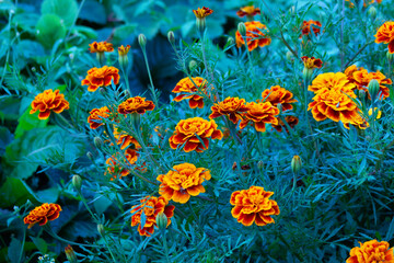 Fototapeta na wymiar the incredible beauty of marigolds in the garden
