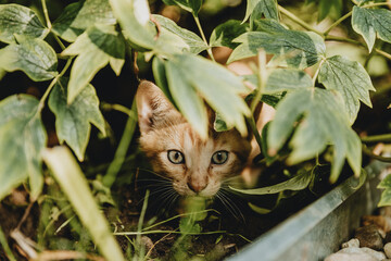 Brown kitten with blue eyes lurking in the shadow under the green leaves of the garden bush during the sunny morning