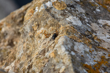Texture of a sandy rock close-up with a fly sitting on it. Old stone. Natural grey stone background. Extreme foreground.