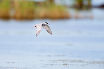Whiskered tern (Chlidonias hybrida) in flight full speed hunting for small insects above a lake in...