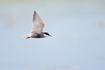 Whiskered tern (Chlidonias hybrida) in flight full speed hunting for small insects above a lake in Germany