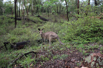 Naklejka na ściany i meble Kangaroos in wilder Natur in Australien 