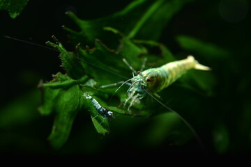 Schöne Caridina Garnelen im Aquarium