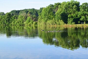 Fototapeta na wymiar Quiet summer landscape with blue sky and reflection of lush green trees in still water
