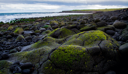 Moss covered rocks at Hvaleyri Beach in Iceland