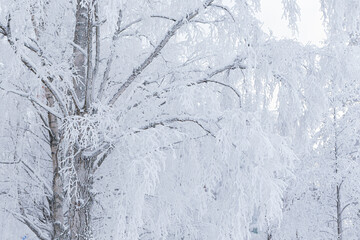 Trees covered in frost snow at winter