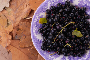 ripe blackcurrant in close-up on a vintage plate against the background of autumn leaves