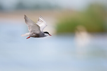 Whiskered tern (Chlidonias hybrida) in flight full speed hunting for small insects above a lake in Germany