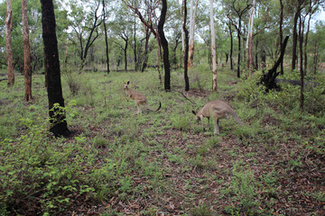 Obraz premium Kangaroos in wilder Natur in Australien 