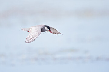 Whiskered tern (Chlidonias hybrida) in flight full speed hunting for small insects above a lake in Germany