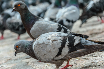 Pigeons at Bascarsija