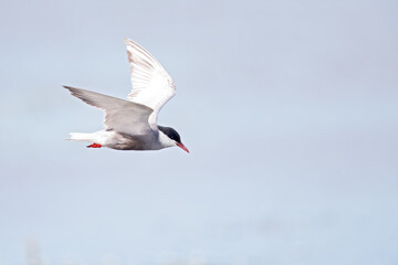 Whiskered tern (Chlidonias hybrida) in flight full speed hunting for small insects above a lake in Germany